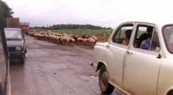 Stádo ovcí může nenadále zkomplikovat dálniční provoz