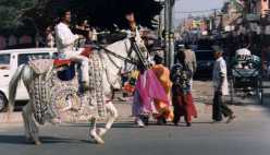 Slavnostně vyparáděný bělouš v ulicích starého Jaipuru na cestě pro ženicha
