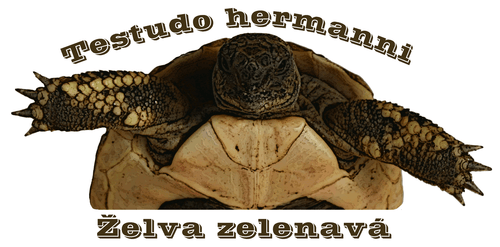 Želva zelenavá - Testudo hermanni - základy chovu